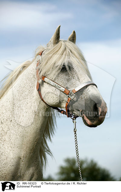 Schimmel Portrait / white Horse Portrait / RR-16323