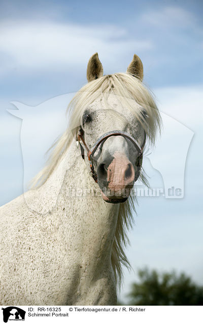 Schimmel Portrait / white Horse Portrait / RR-16325