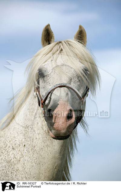 Schimmel Portrait / white Horse Portrait / RR-16327