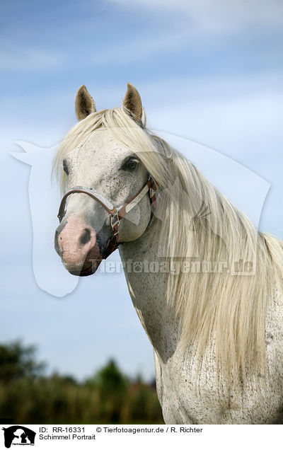 Schimmel Portrait / white Horse Portrait / RR-16331