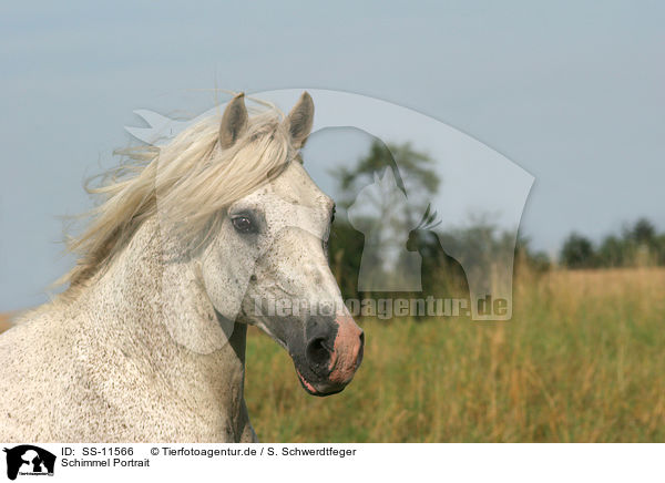 Schimmel Portrait / white horse portrait / SS-11566