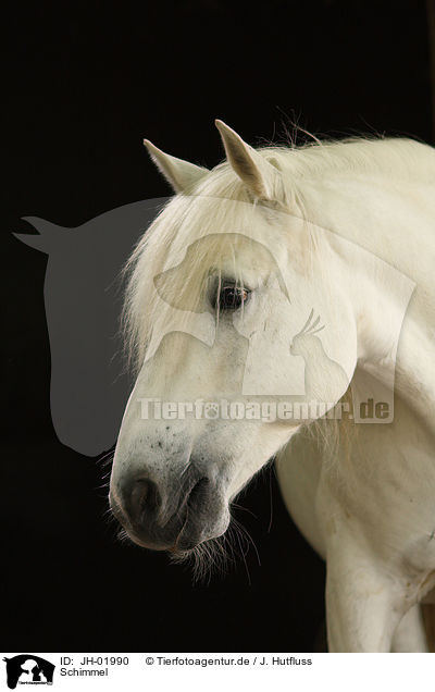 Schimmel / white horse / JH-01990