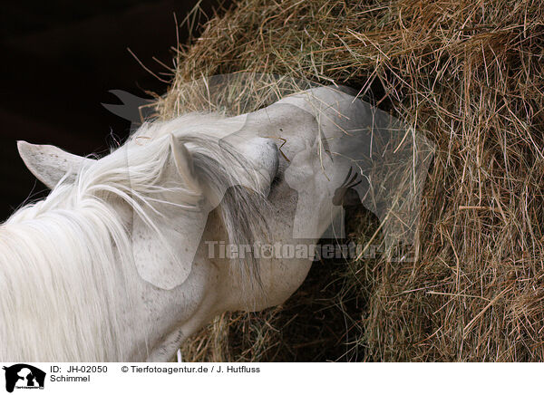 Schimmel / white horse / JH-02050