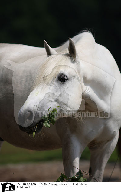 Schimmel / white horse / JH-02159