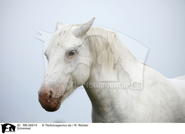 Schimmel / grey horse / RR-38914