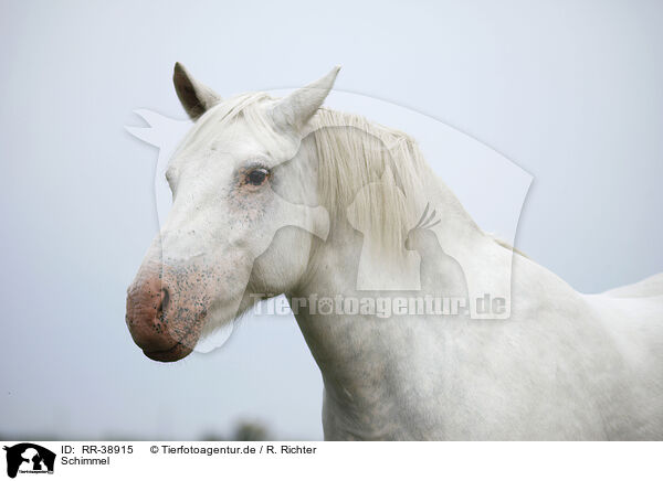 Schimmel / grey horse / RR-38915