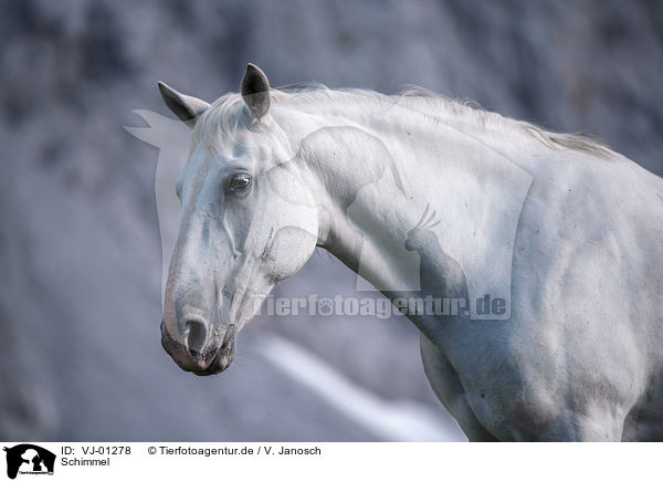 Schimmel / white horse / VJ-01278