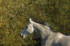 rennendes Pferd im Portrait
