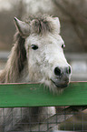 Pony am Zaun