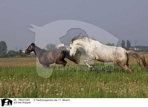 auf der Koppel / running horses / TM-01045