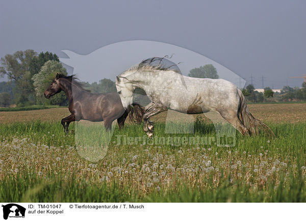 auf der Koppel / running horses / TM-01047