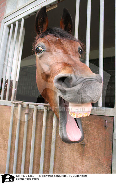 ghnendes Pferd / yawning horse / FL-01369