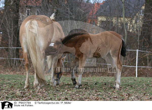 Stute mit Fohlen / mare with foal / PM-01784