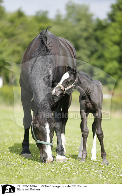 Stute mit Fohlen / mare with foal / RR-61894