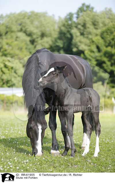 Stute mit Fohlen / mare with foal / RR-61905