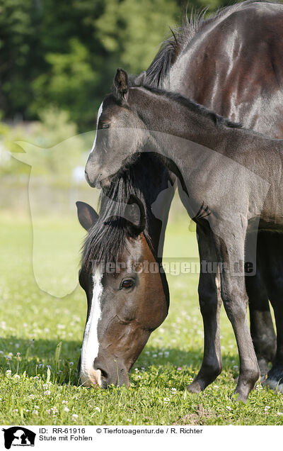 Stute mit Fohlen / mare with foal / RR-61916