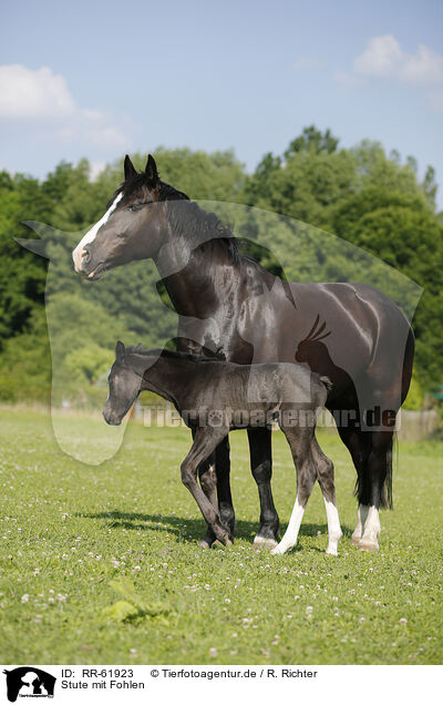 Stute mit Fohlen / mare with foal / RR-61923