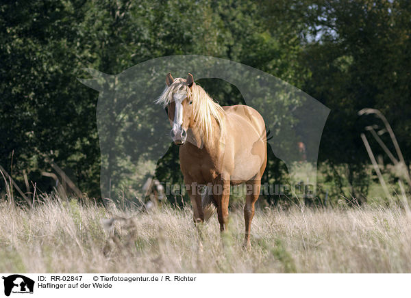 Haflinger auf der Weide / standing horse / RR-02847