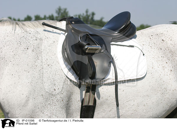 Pferd mit Sattel / horses with saddle / IP-01096
