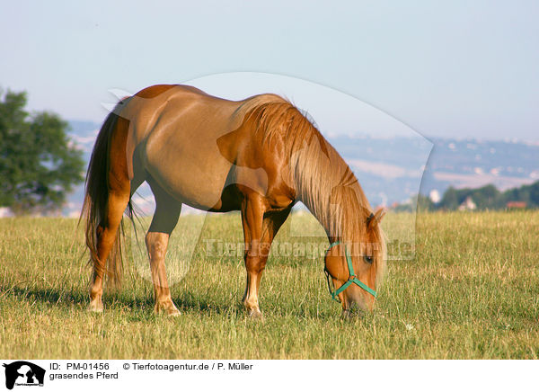 grasendes Pferd / grazing horse / PM-01456