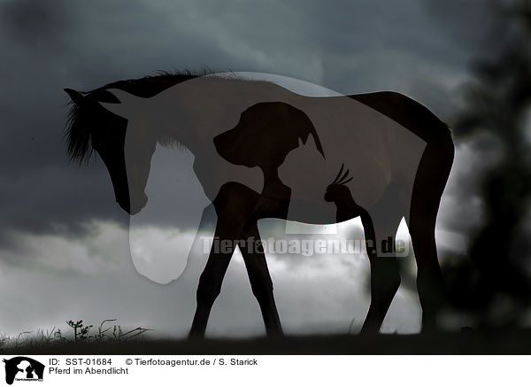 Pferd im Abendlicht / horse / SST-01684