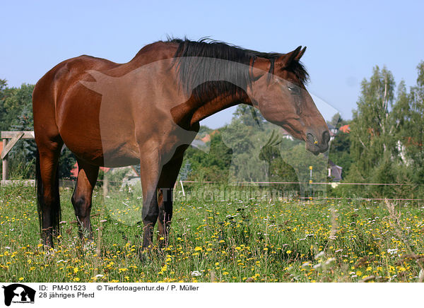 28 jhriges Pferd / PM-01523
