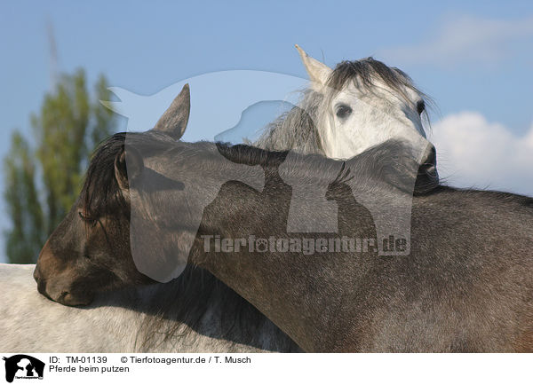 Pferde beim putzen / horses / TM-01139