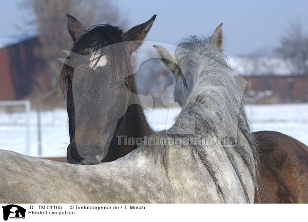Pferde beim putzen / horses / TM-01165