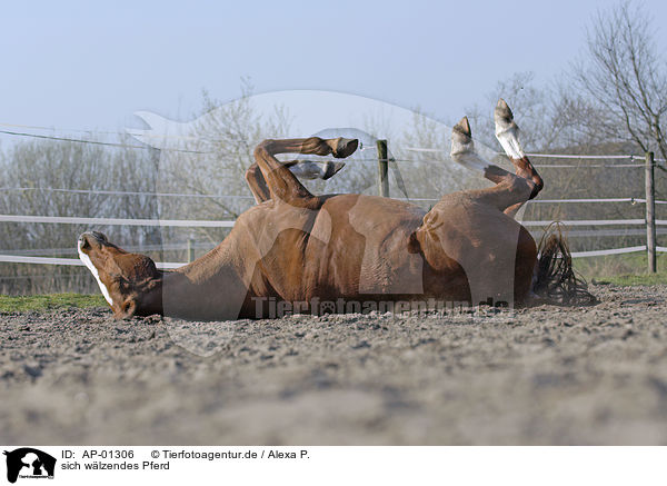 sich wlzendes Pferd / wallowing horse / AP-01306