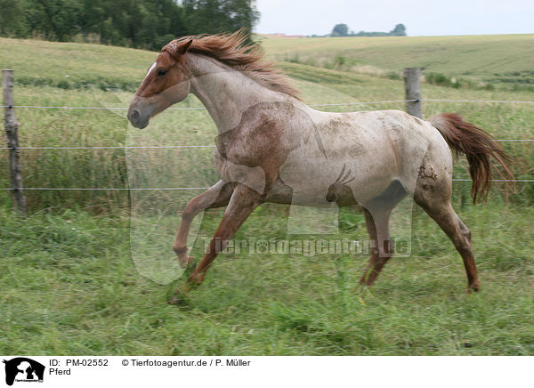 Pferd / horse / PM-02552