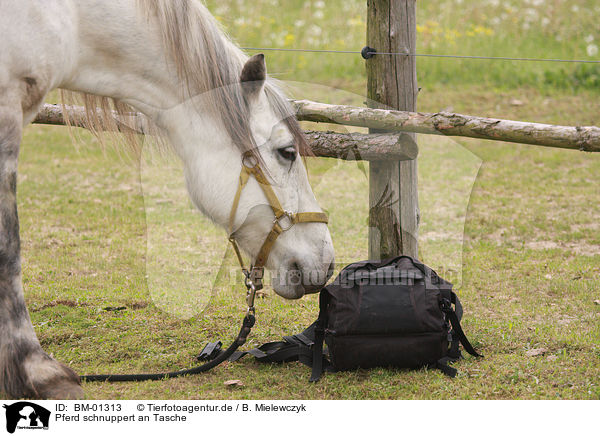 Pferd schnuppert an Tasche / horse snuffling on bag / BM-01313