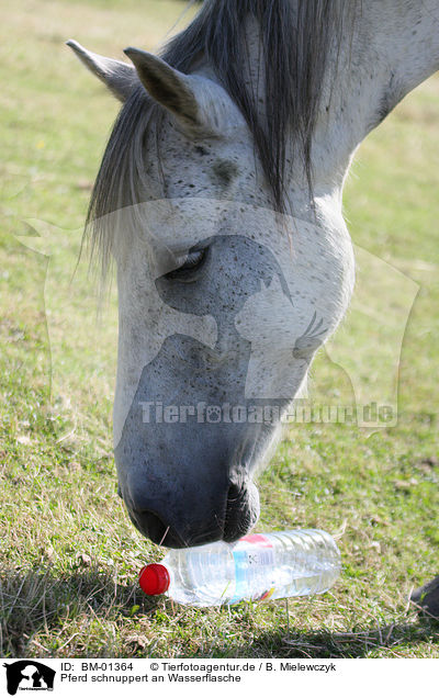 Pferd schnuppert an Wasserflasche / nosy horse / BM-01364