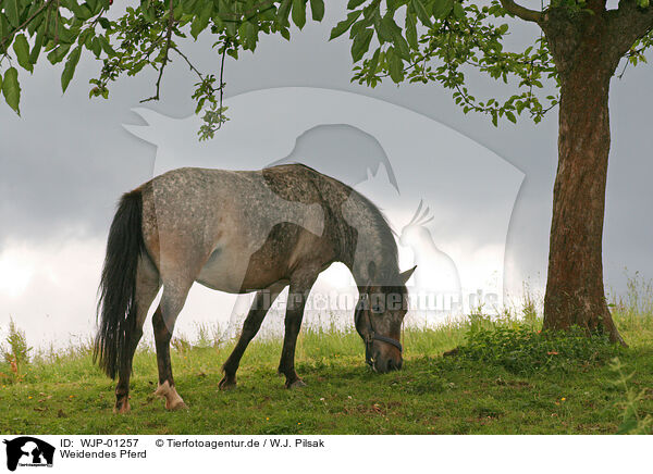 Weidendes Pferd / browsing horse / WJP-01257