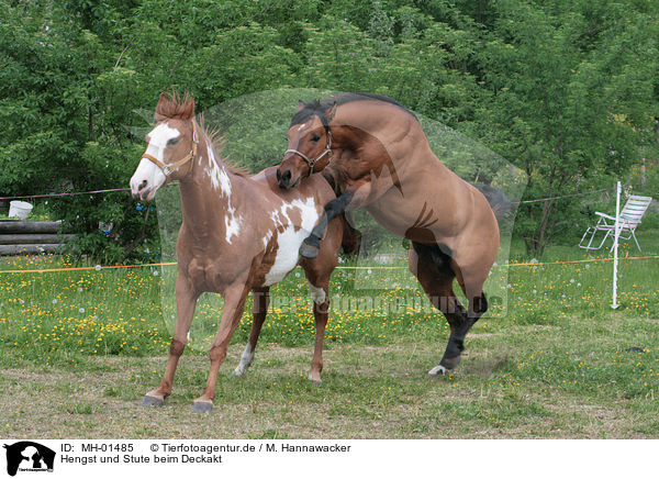 Hengst und Stute beim Deckakt / stallion mating mare / MH-01485