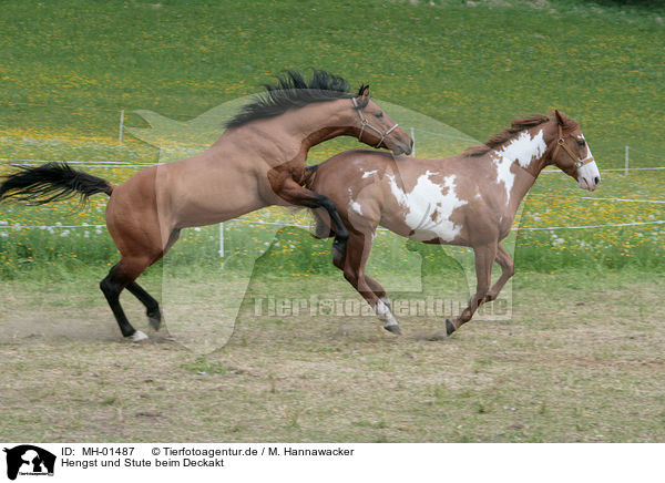 Hengst und Stute beim Deckakt / stallion mating mare / MH-01487