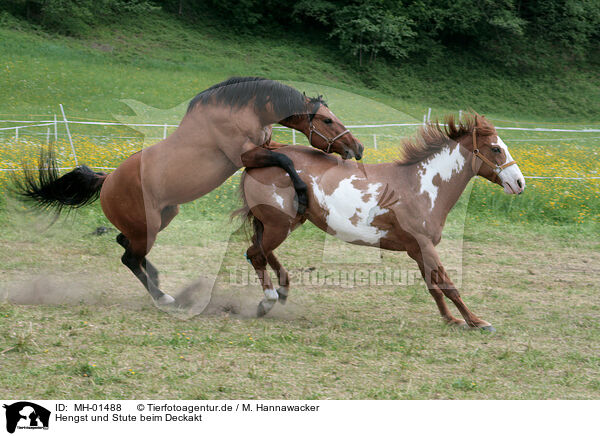 Hengst und Stute beim Deckakt / stallion mating mare / MH-01488