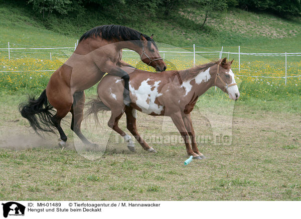 Hengst und Stute beim Deckakt / stallion mating mare / MH-01489