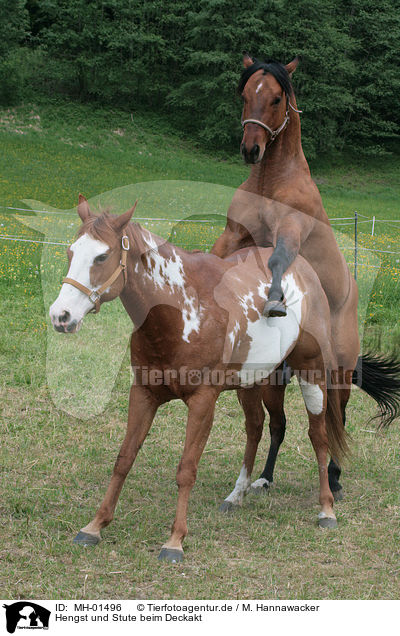 Hengst und Stute beim Deckakt / stallion mating mare / MH-01496