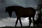Pferd im Abendlicht