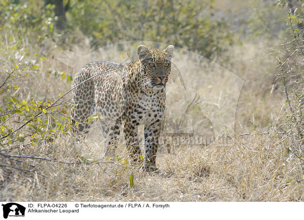 Afrikanischer Leopard / African leopard / FLPA-04226