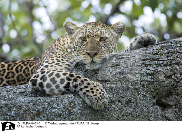Afrikanischer Leopard / African leopard / FLPA-04240