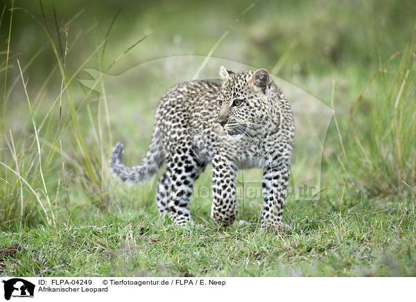 Afrikanischer Leopard / FLPA-04249