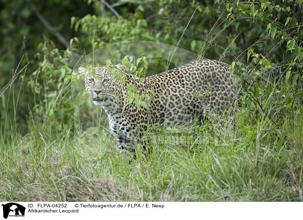 Afrikanischer Leopard / FLPA-04252
