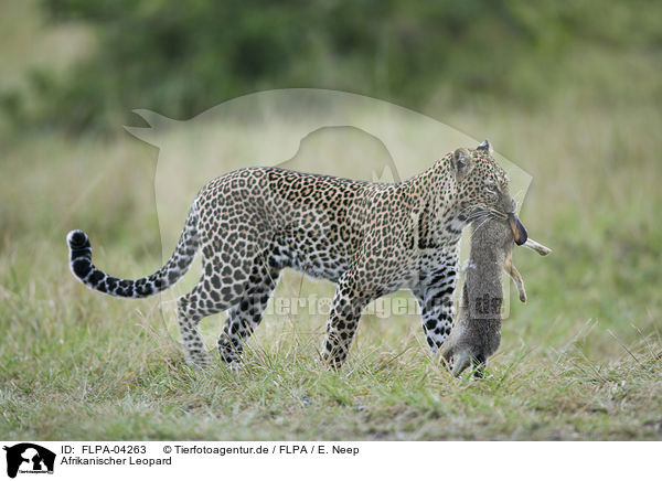Afrikanischer Leopard / FLPA-04263
