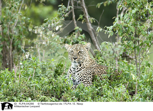 Afrikanischer Leopard / FLPA-04266