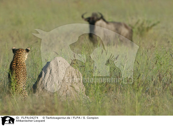 Afrikanischer Leopard / African leopard / FLPA-04274