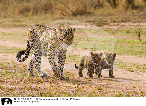 Afrikanische Leoparden / FLPA-04276