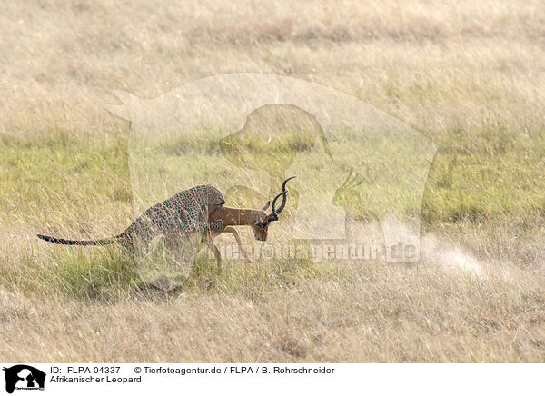 Afrikanischer Leopard / African leopard / FLPA-04337