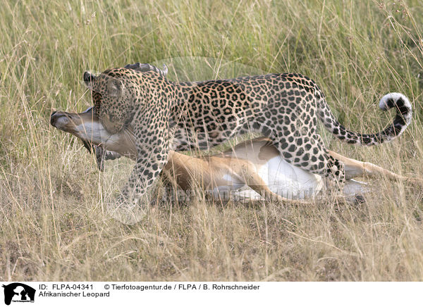 Afrikanischer Leopard / African leopard / FLPA-04341