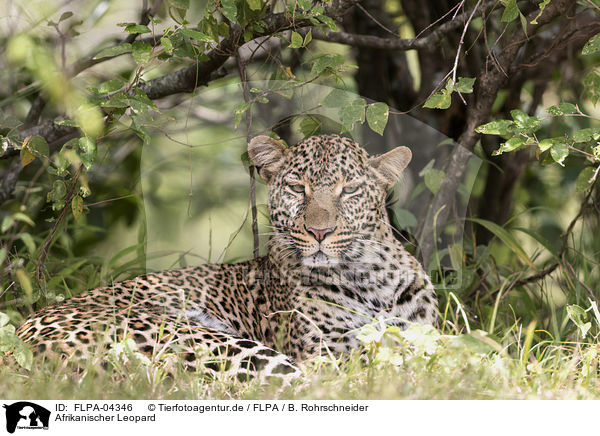 Afrikanischer Leopard / African leopard / FLPA-04346
